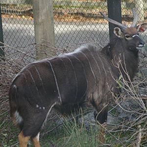 male nyala (Tragelaphus angasii)