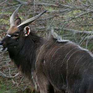 male nyala (Tragelaphus angasii)