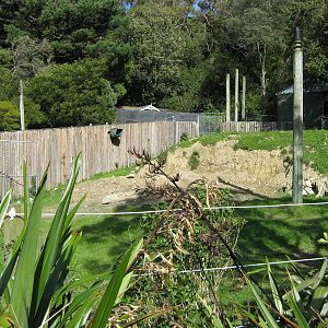site of future sun bear enclosure