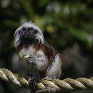 cottontop tamarin (Saguinus oedipus)