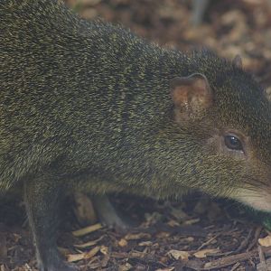 Brazilian agouti (Dasyprocta leporina)