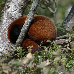 red panda (Ailurus fulgens) asleep in a tree
