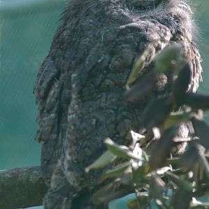 tawny frogmouth (Podargus strigoides)