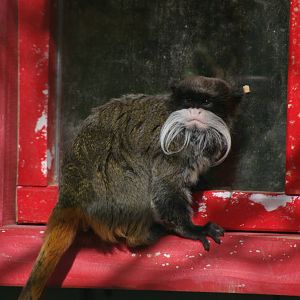 Emperor tamarin (Saguinus imperator)