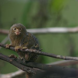 pigmy marmoset (Callithrix pygmaea)