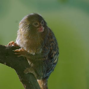 pigmy marmoset (Callithrix pygmaea)