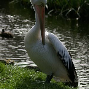 Australian pelican (Pelecanus conspicillatus)