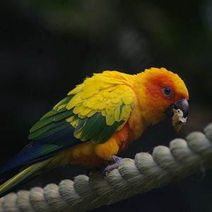 sun conure (Aratinga solstitialis)