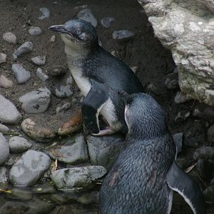 little blue penguins (Eudyptula minor)