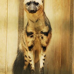 Eastafrican aardwolf