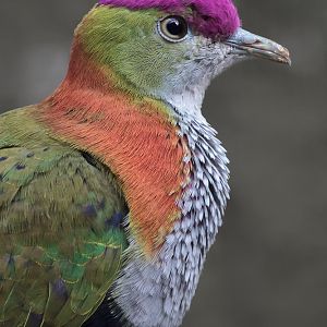 Superb Fruit Dove - 19/04/2011