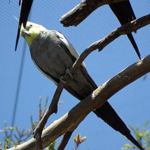 Ballarat Bird World