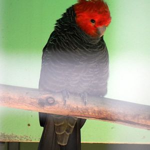 Ballarat Bird World
