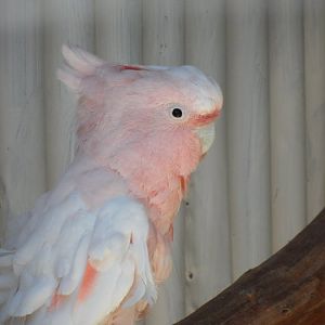 Ballarat Bird World