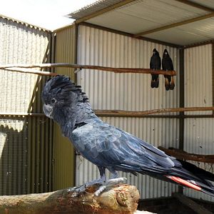 Ballarat Bird World