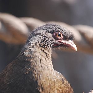 Chaco chachalaca