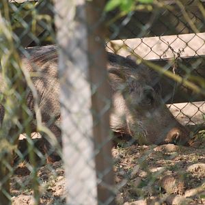 Out-of-place warthog