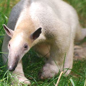 Southern tamandua
