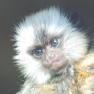 Baby Geoffroy's marmoset