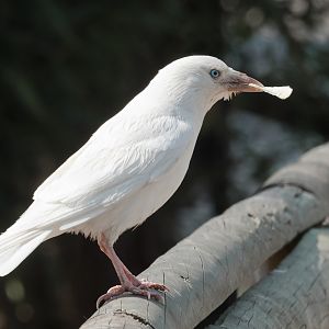 Leucistic Jackdaw - 19/04/2011