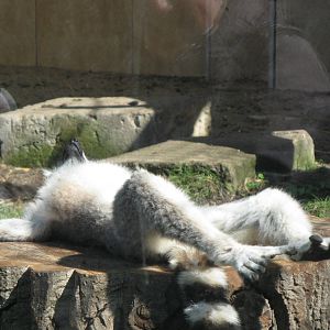 Ring-tailed lemur sun-bath