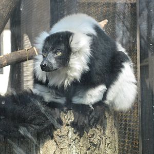 Black-and-white ruffed lemur