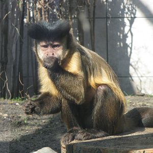 Brown capuchin's breakfast