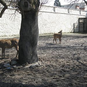 Two sika deer's
