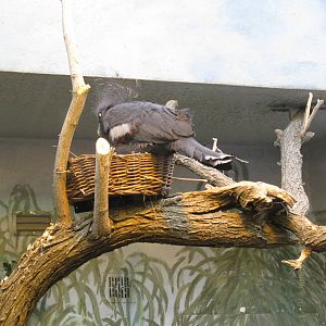 Victoria Crowned Pigeon in nest