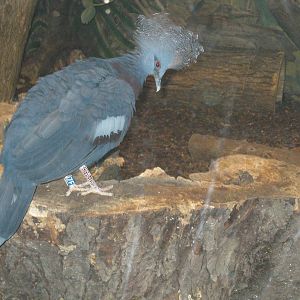 Victoria Crowned Pigeon