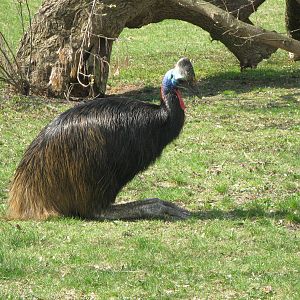 Double-wattled cassowary