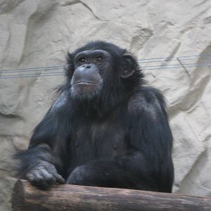 Common chimpanzee