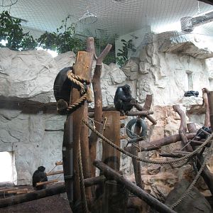 Group chimpanzee's in house