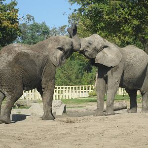 African elephant's kiss