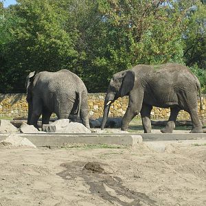 Two african elephants