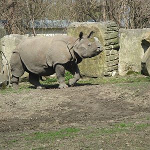 Indian rhinoceros