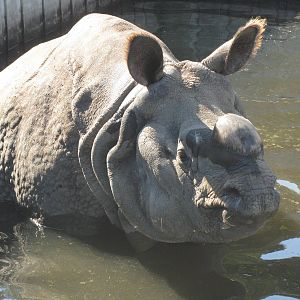 Rhino bath