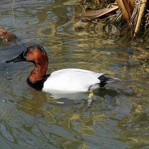 Male Canvasback