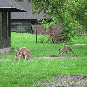 Red kangaroos