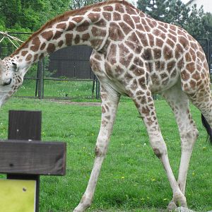 Baringo giraffe
