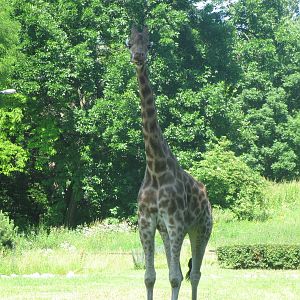 Baringo giraffe