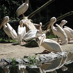 Eastern White Pelicans