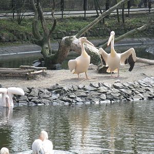 Eastern White Pelicans
