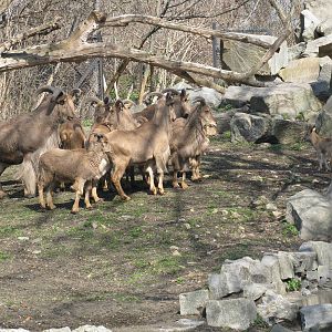 Barbary sheeps herd
