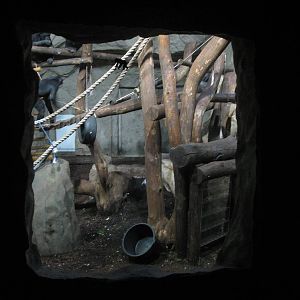 Chimpanzee window