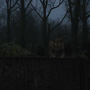 Evening Lion