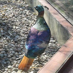 Himalayan impeyan pheasant male