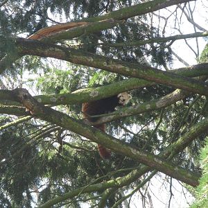 Red panda