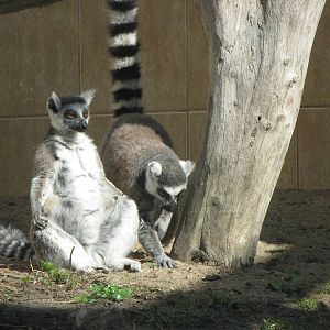 Ring-tailed lemurs