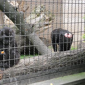 Sulawesi crested macaque